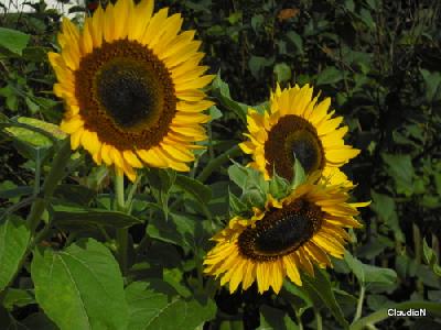 Herzlichen Glückwunsch Zum Geburtstag Sonnenblume
